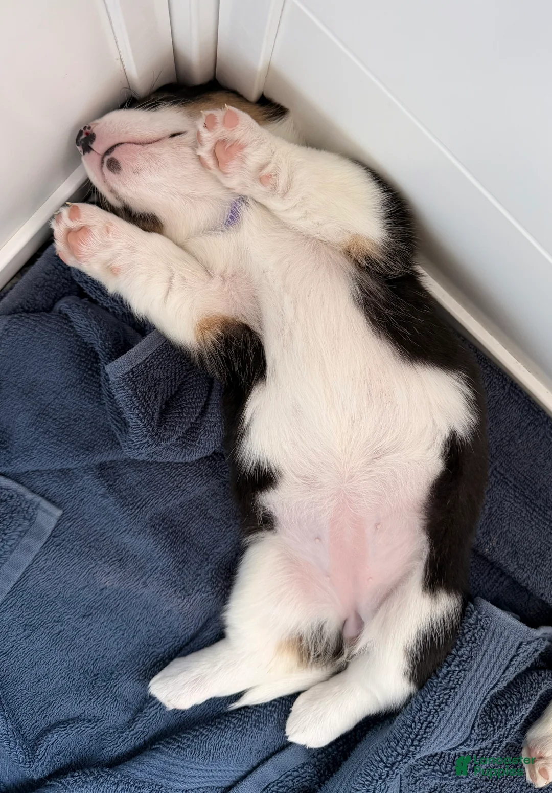 Welsh Corgi Pembroke dogs for sale: Corgi, purple - Ad 3