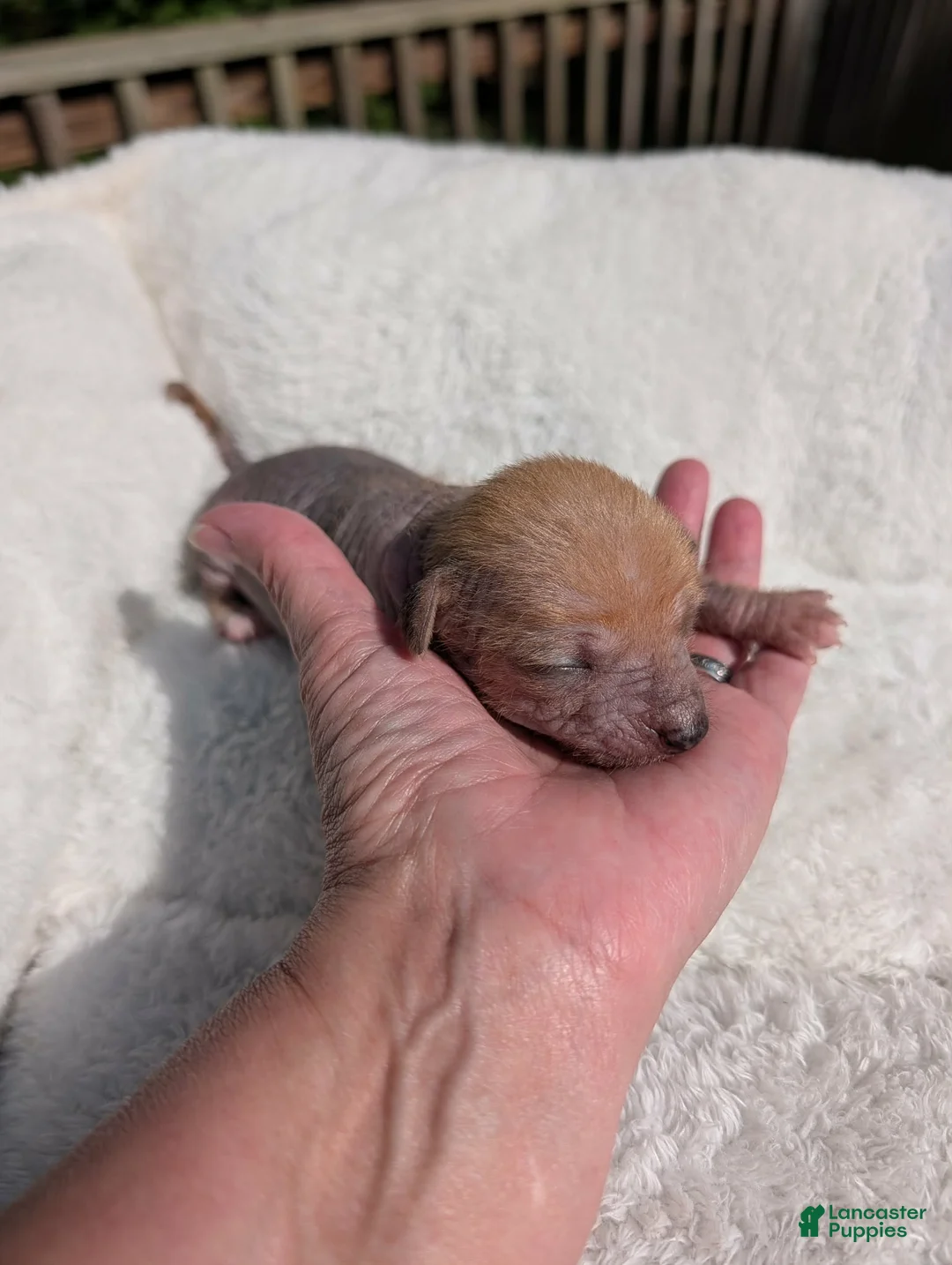 Mixed Breed dogs for sale: Peanut 🥜  Merle  - Ad 2