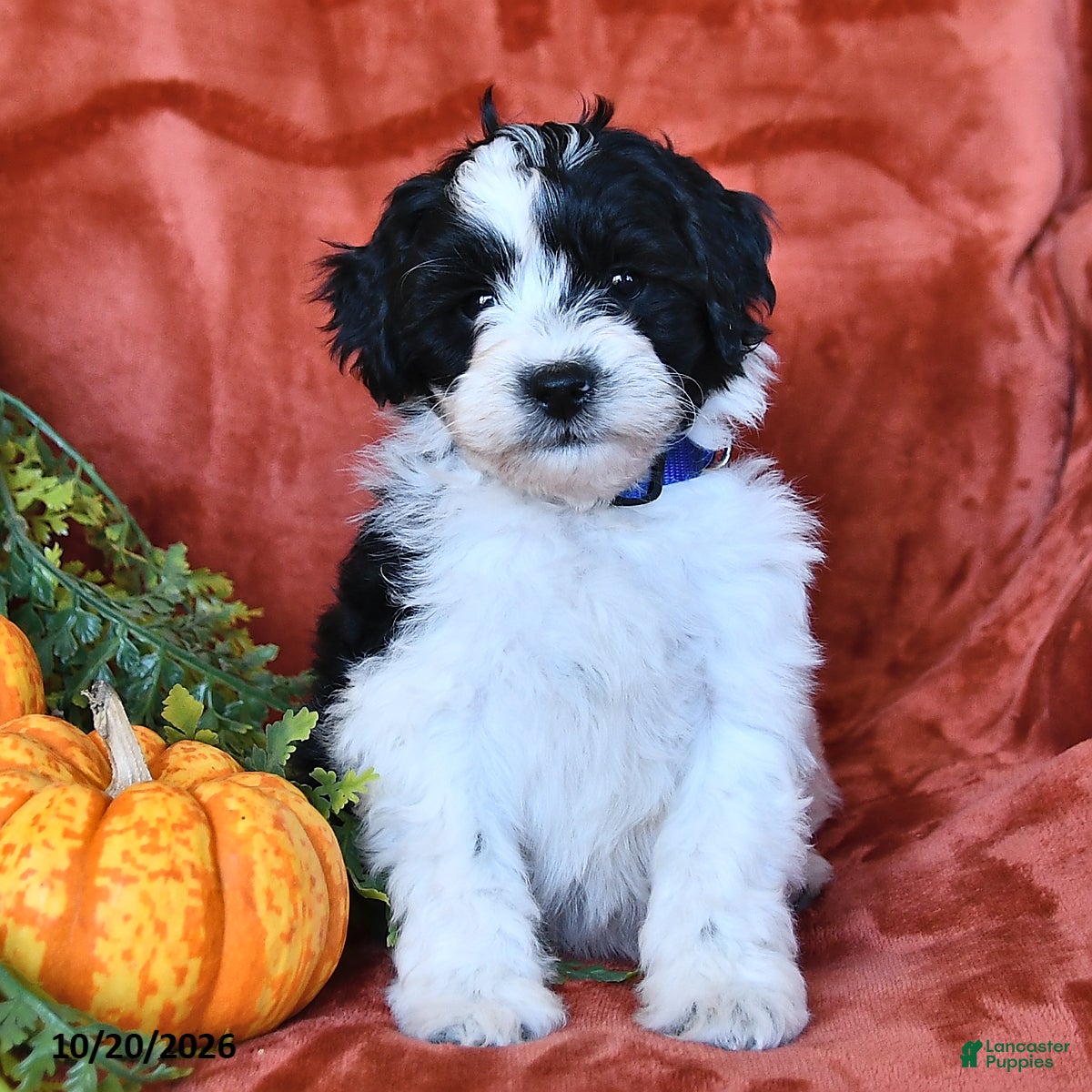 Aussiedoodle dogs Allen  - Ad 1