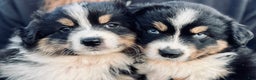 Australian Shepherd dogs for sale: Toothless - Ad 9