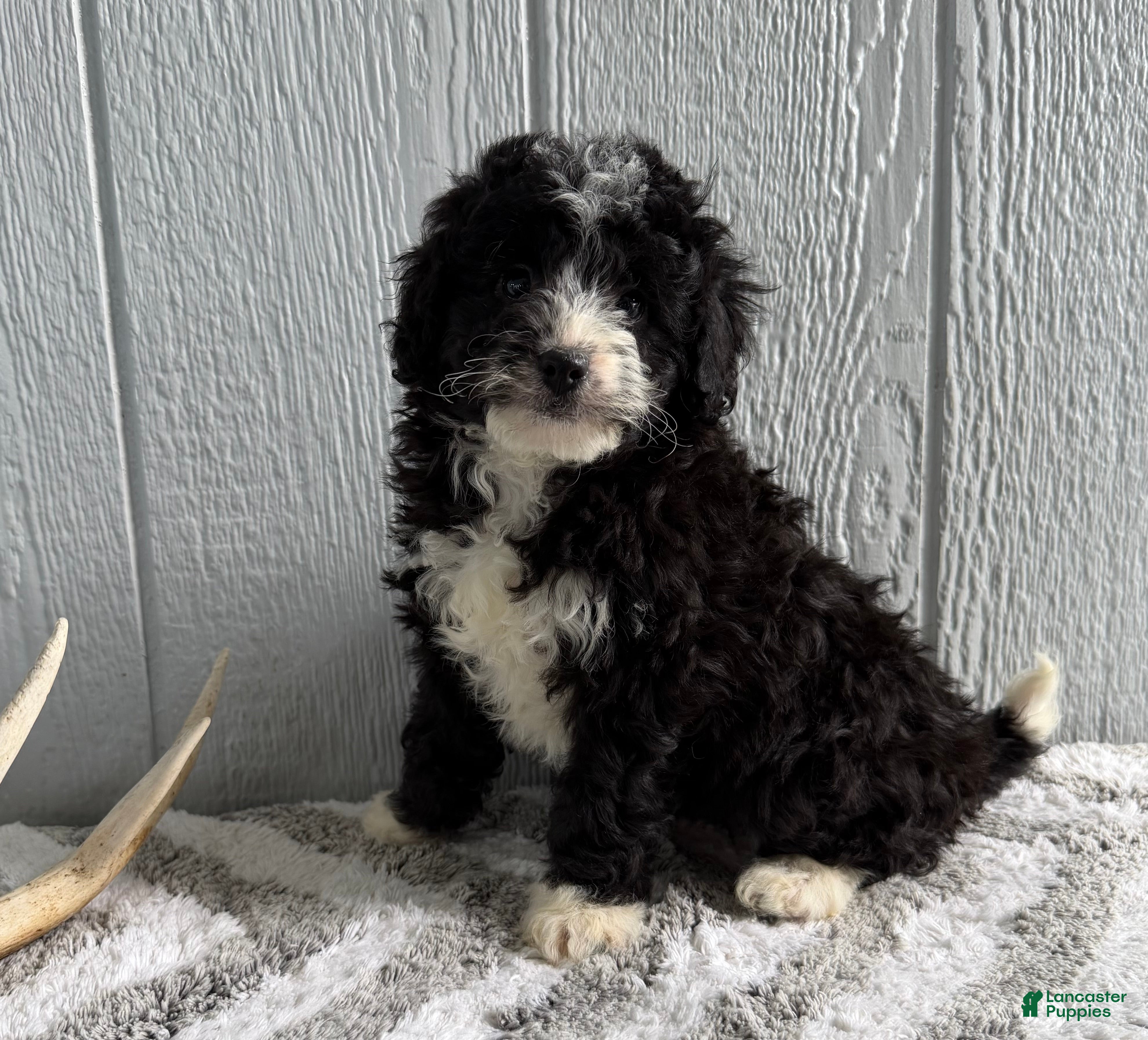 Mini Bernedoodle dogs Lucy - Ad 1