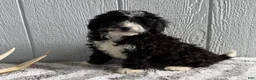 Mini Bernedoodle dogs for sale: Lucy - Ad 1