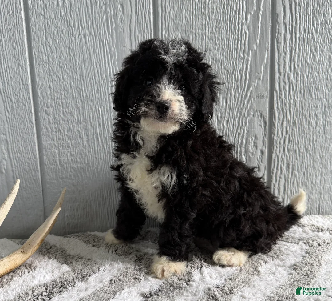 Mini Bernedoodle dogs for sale: Lucy - Ad 1
