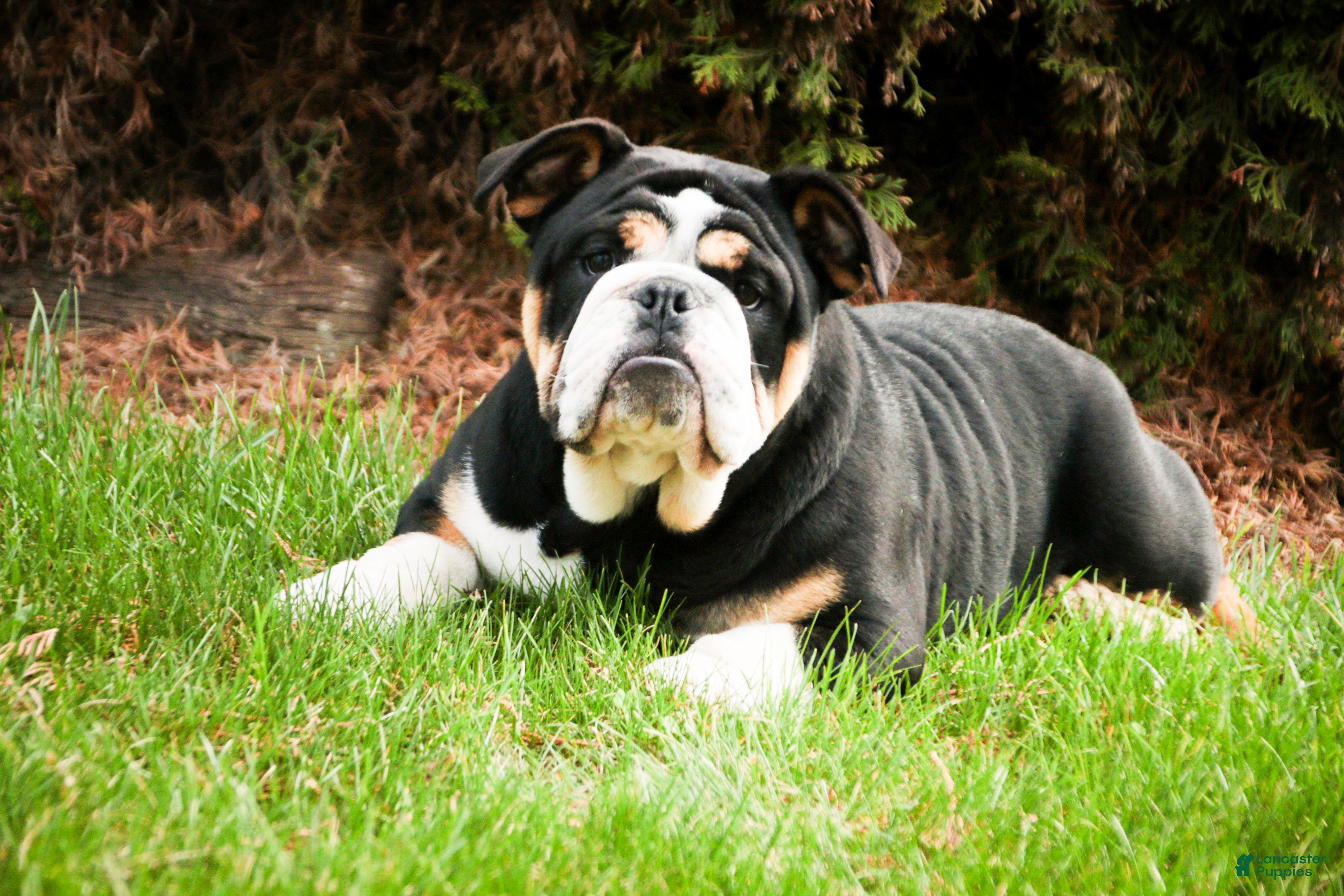 Mixed Breed dogs Tyson - Ad 2