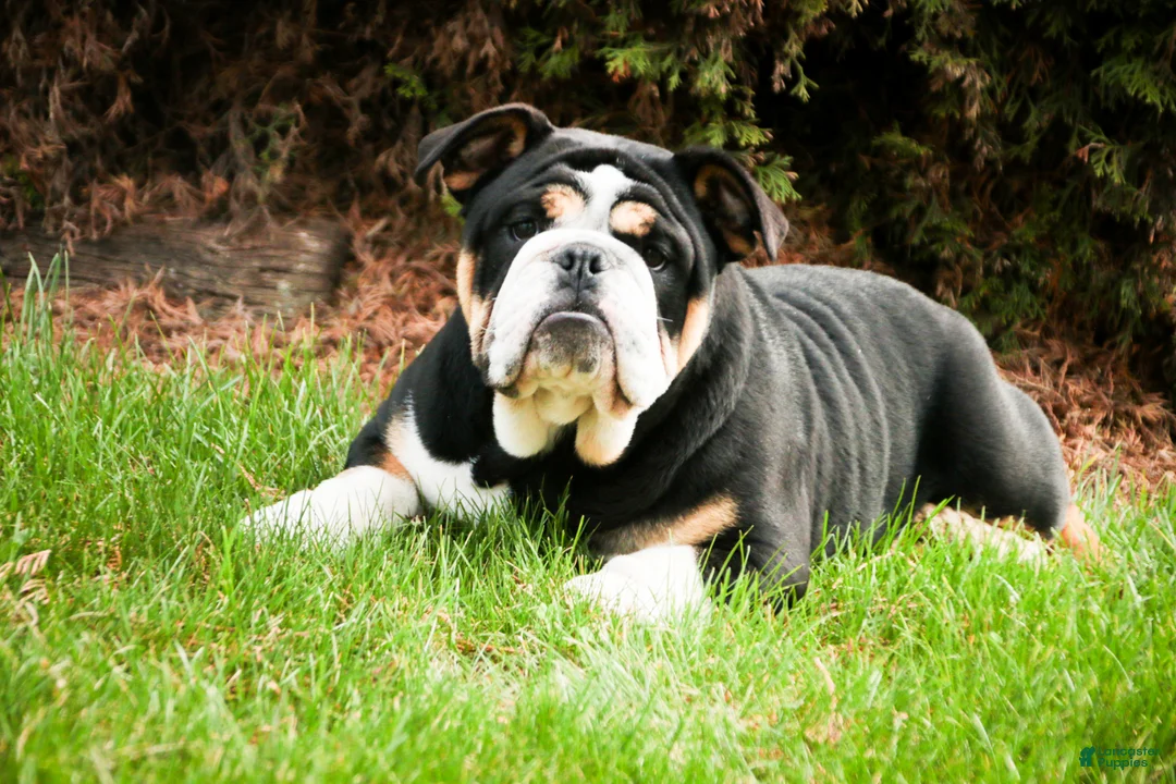 Mixed Breed dogs for sale: Tyson - Ad 2