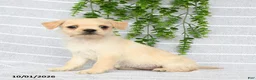 Mixed Breed dogs for sale: Tori - Ad 5