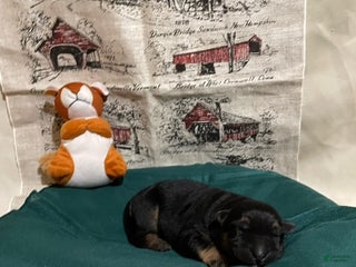 German Shepherd dogs Captain - Ad 5