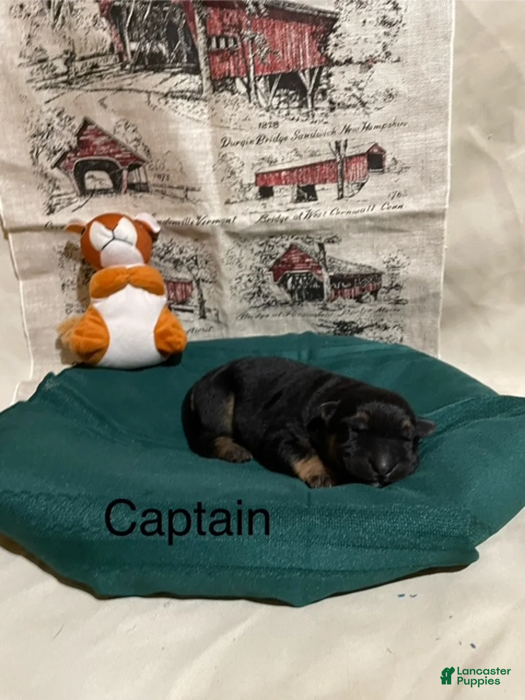 German Shepherd dogs for sale: Cody - Ad 7