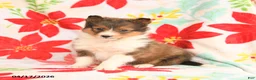 Shetland Sheepdog dogs for sale: Lucky - Ad 3