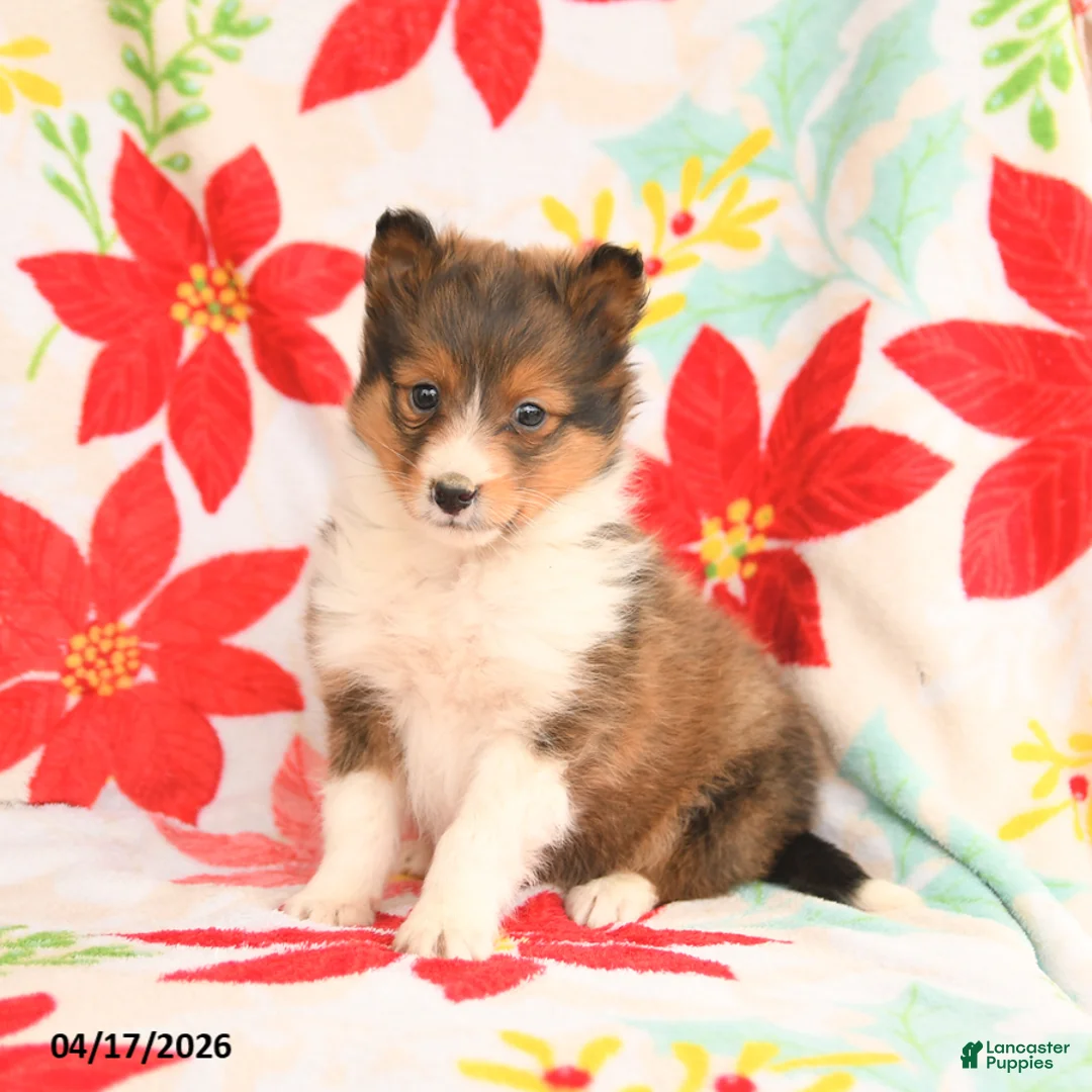 Shetland Sheepdog dogs for sale: Lucky - Ad 3