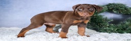 Doberman Pinscher dogs for sale: TRIXIE - Ad 3