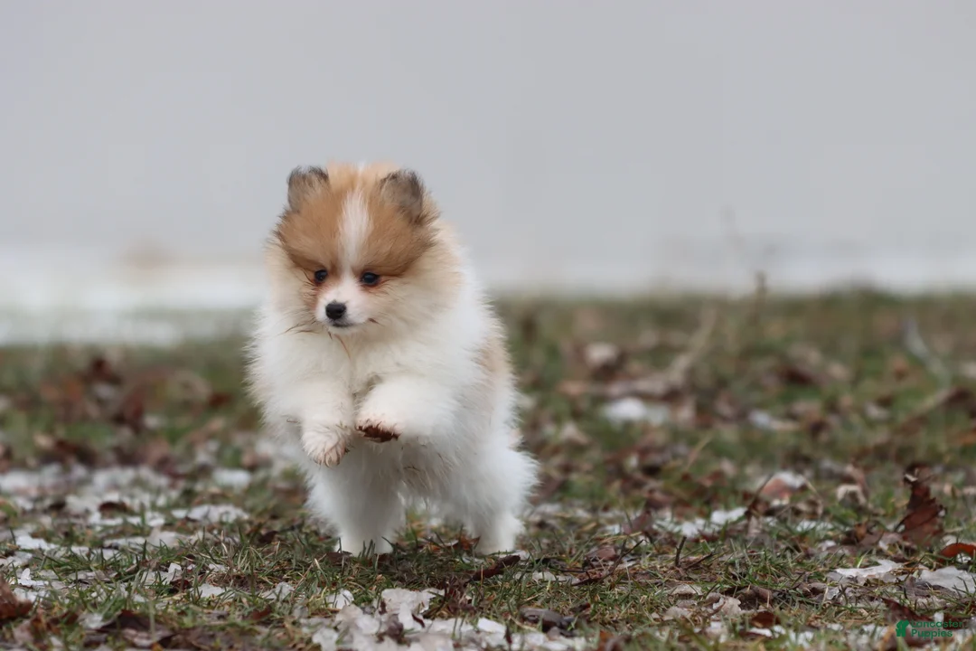 Pomeranian dogs for sale: Chipmunk - Ad 3