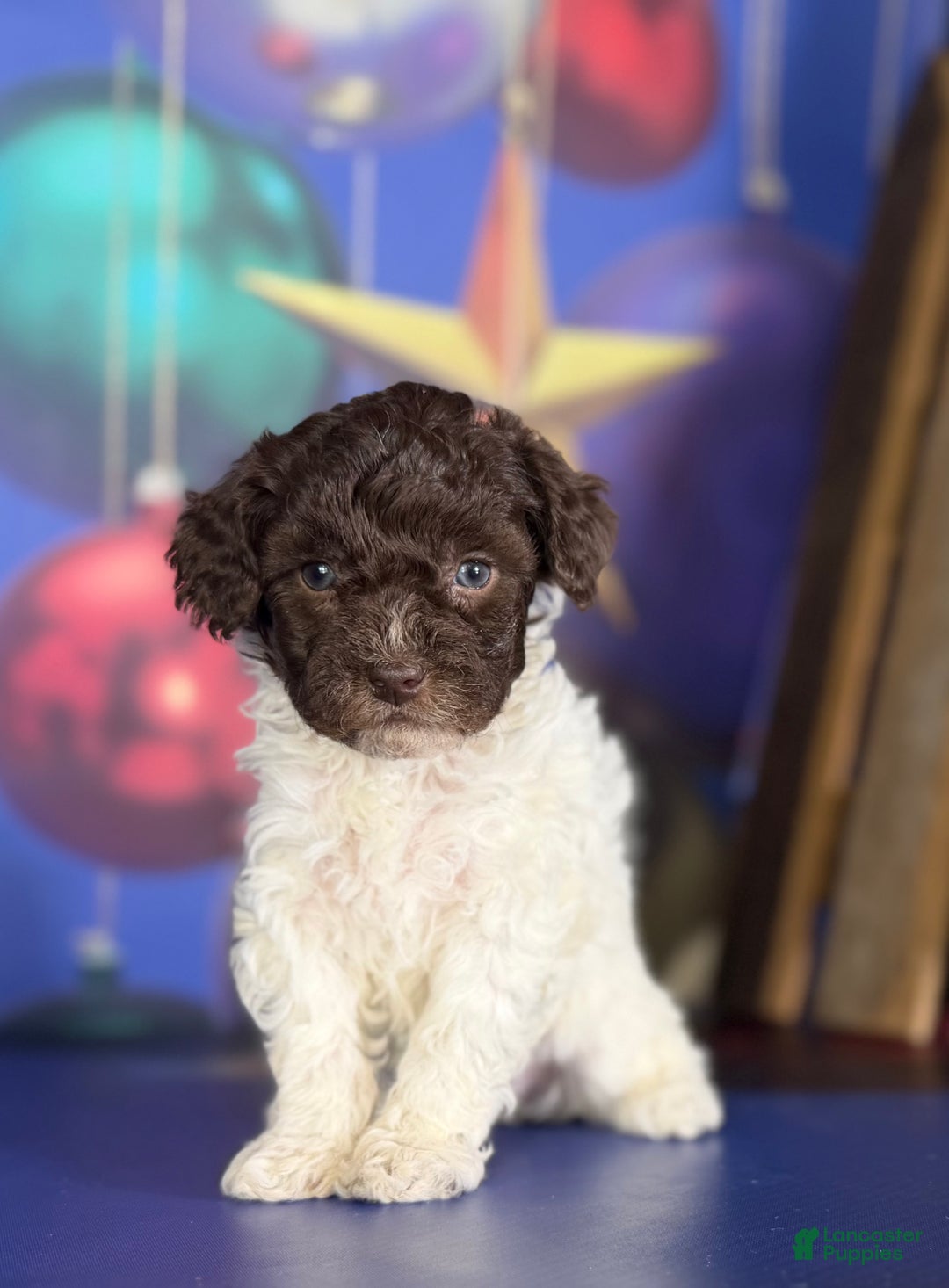 Toy Poodle dogs for sale: Aca DNA hazelnut  - Ad 3
