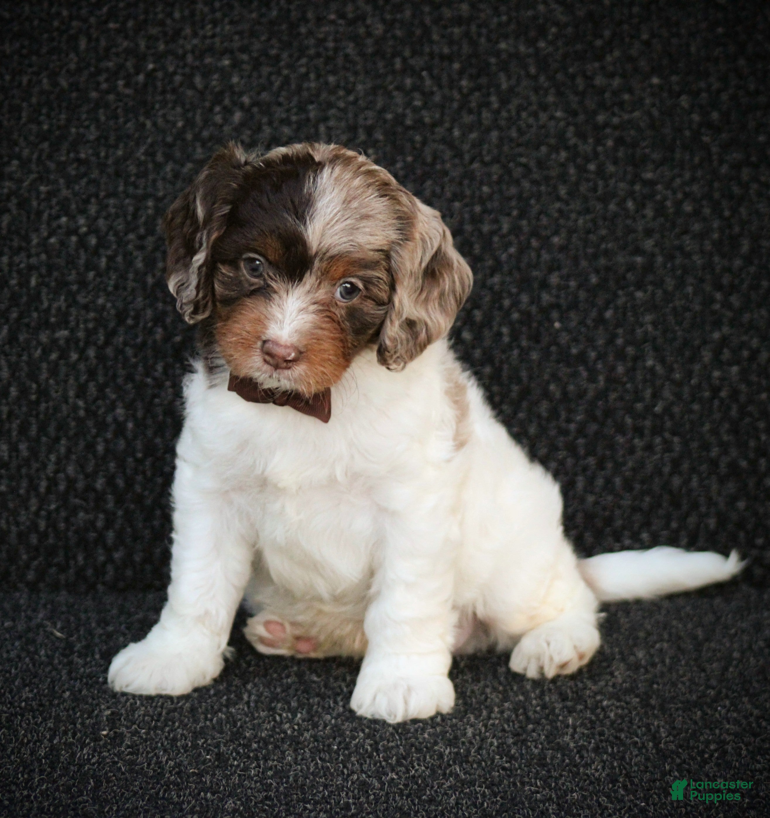 Cavapoo dogs Rubble - Ad 1