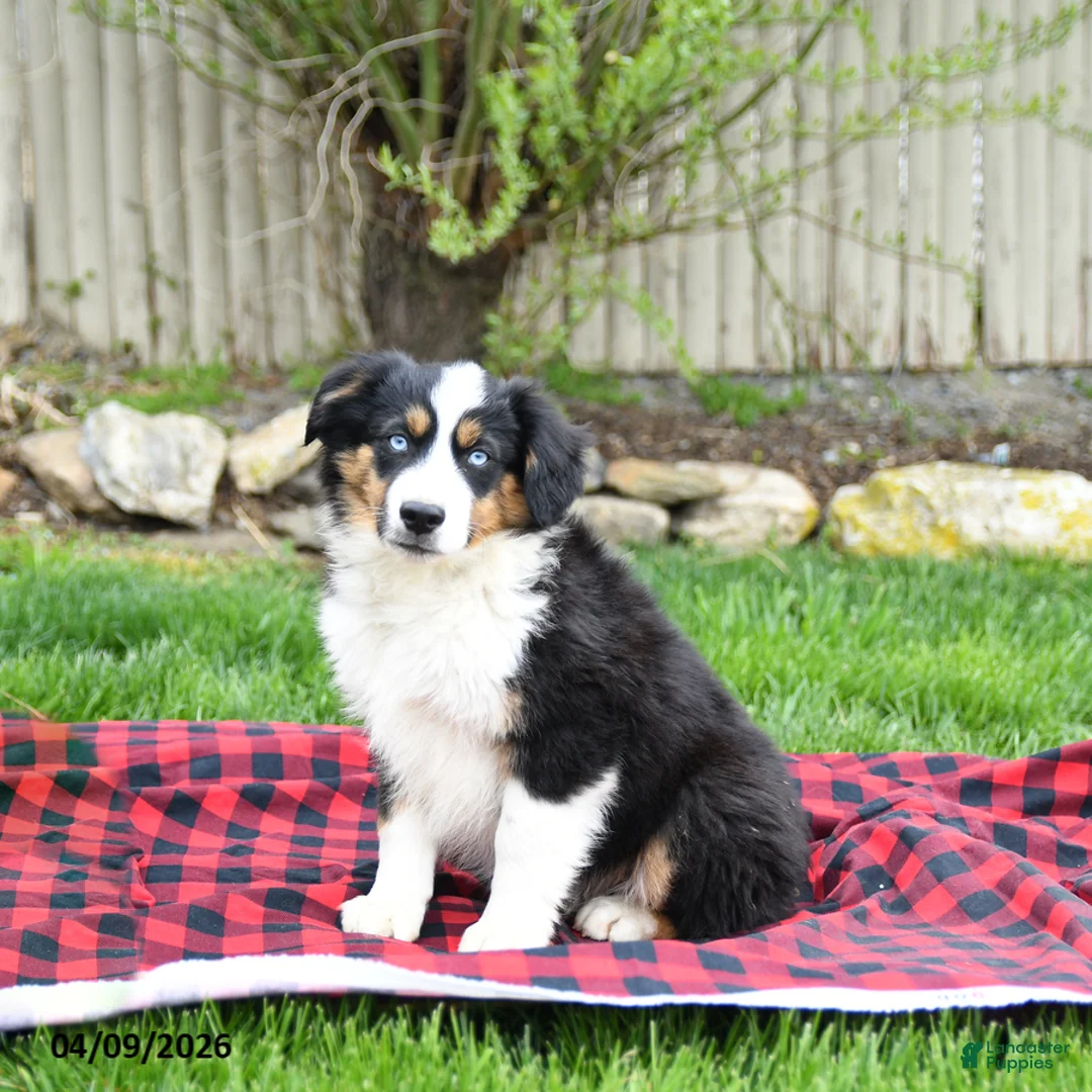 Miniature Australian Shepherd dogs for sale: Dustin - Ad 3