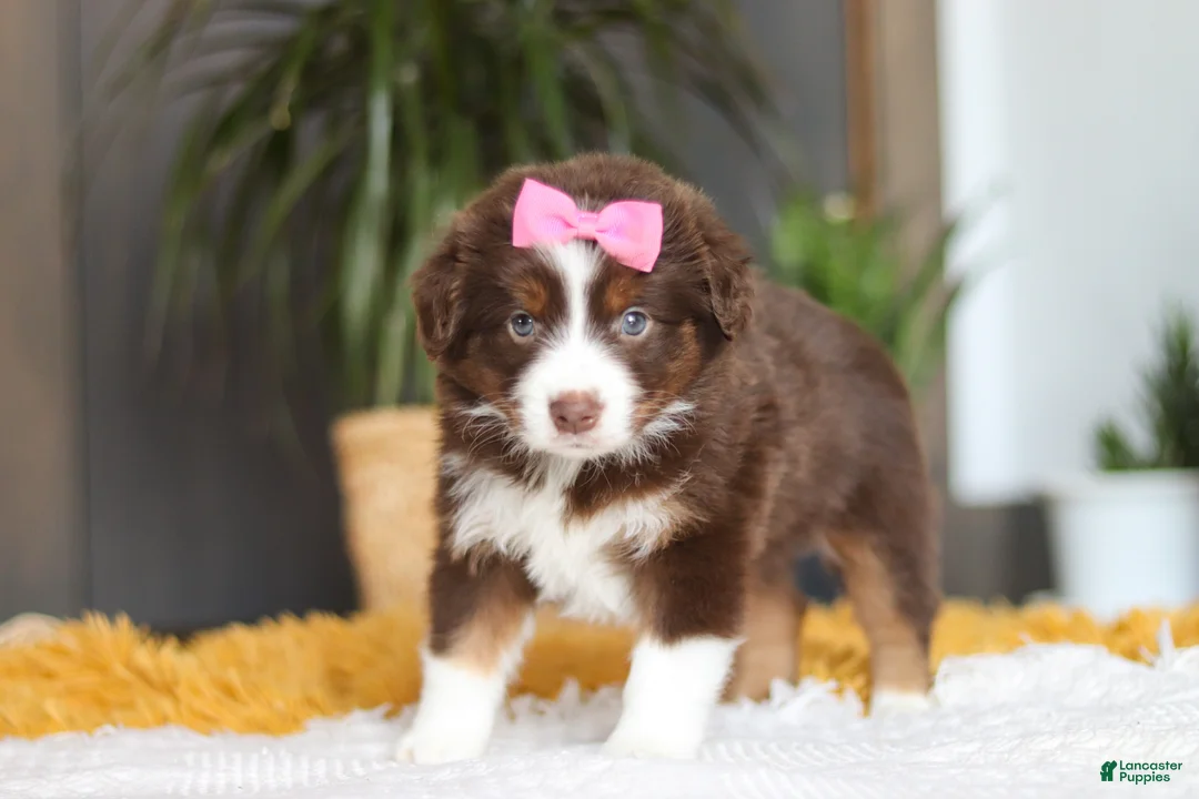 Australian Shepherd dogs for sale: Digger - Ad 4