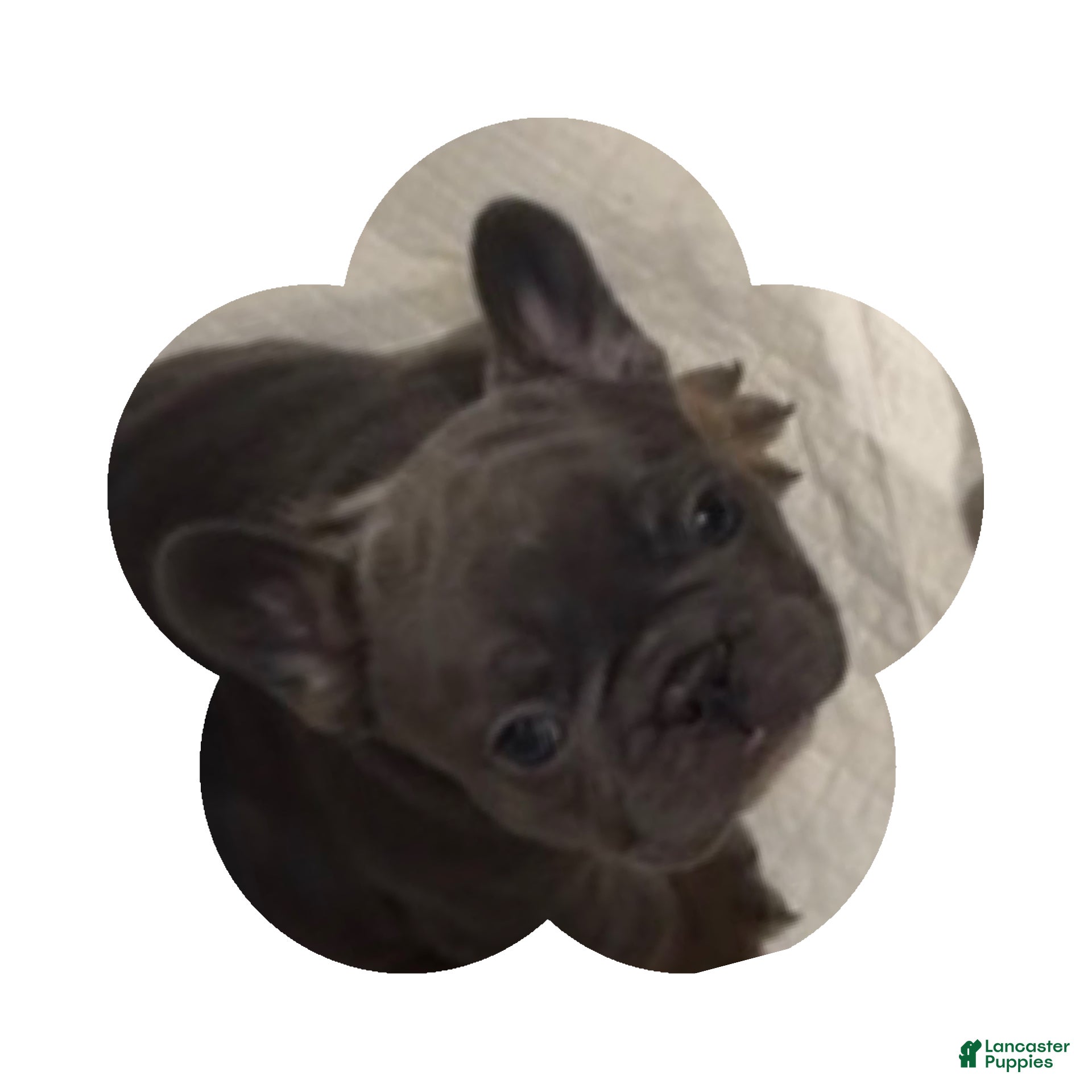 French Bulldog dogs for sale: Irish - Ad 2