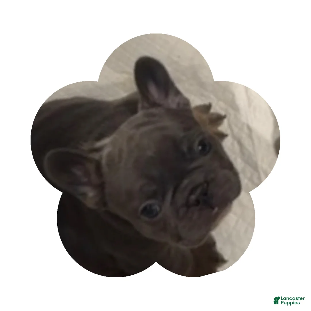 French Bulldog dogs for sale: Irish - Ad 1