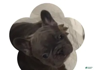 French Bulldog dogs for sale: Irish - Ad 2