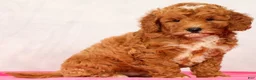 Mini Goldendoodle dogs for sale: Quinn - Ad 9