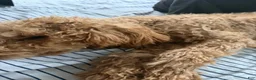 Goldendoodle dogs for sale: Pumpkin - Ad 3