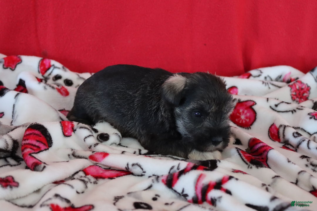 Miniature Schnauzer dogs for sale: tony - Ad 3