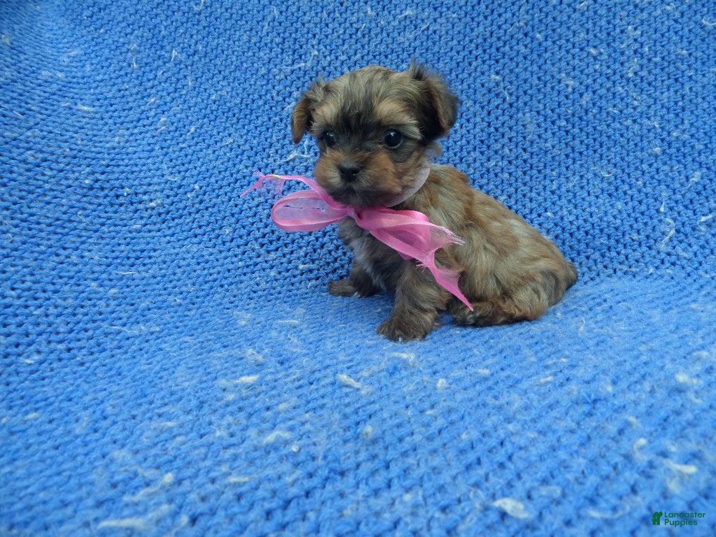 Malshi dogs Katy - Ad 4