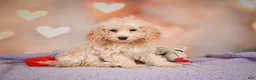 Cavapoo dogs for sale: piper - Ad 7
