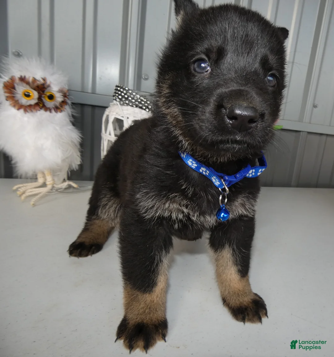 German Shepherd dogs for sale: German Shepherd Puppy 5 Bessie - Ad 1