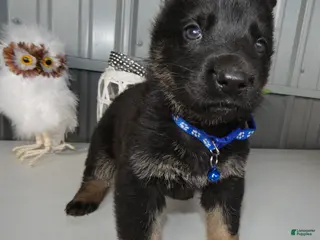 German Shepherd dogs for sale: German Shepherd Puppy 5 Bessie - Ad 1