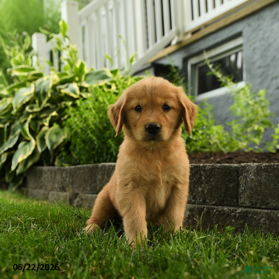 Golden Retriever dogs Penny - Ad 1