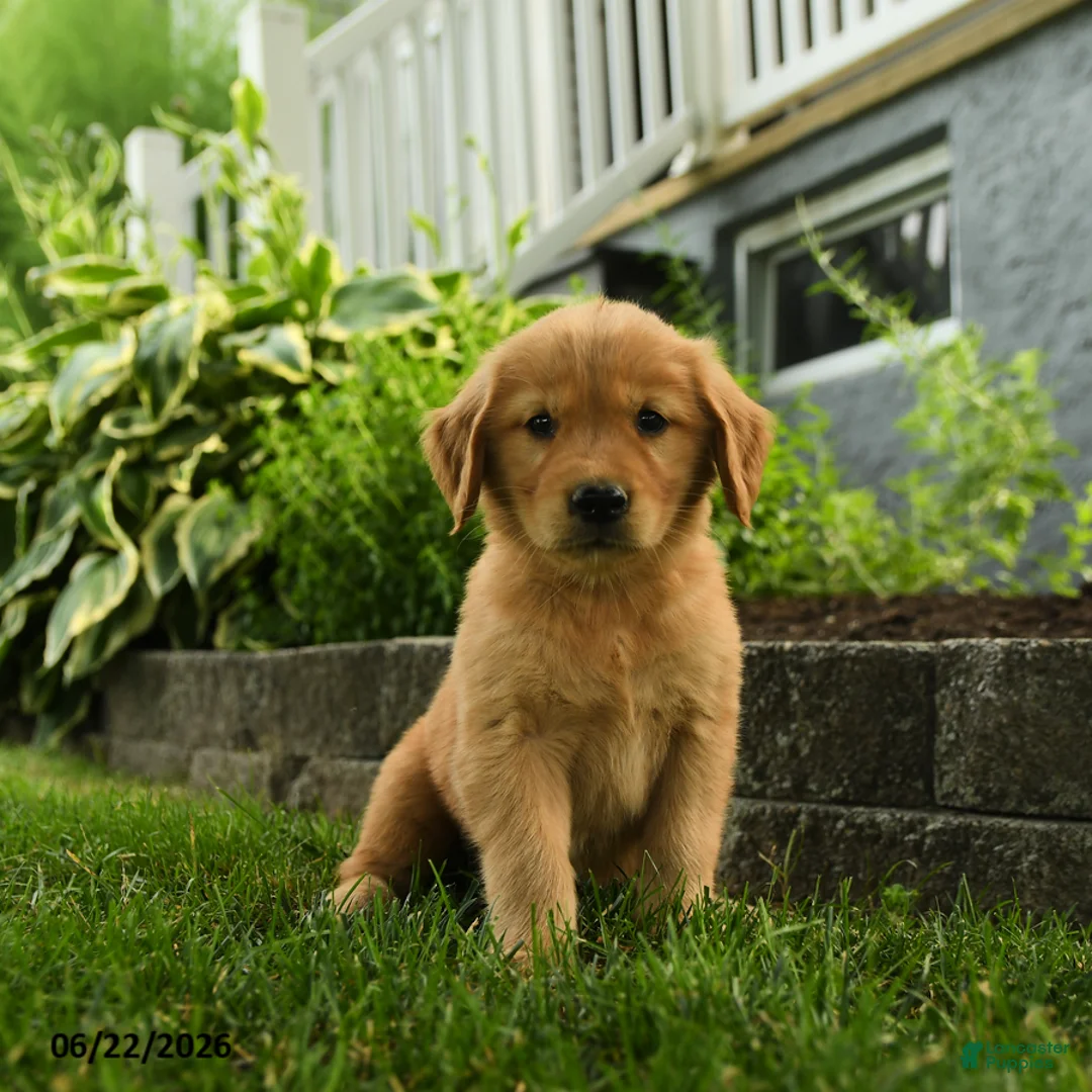 Golden Retriever dogs for sale: Penny - Ad 1