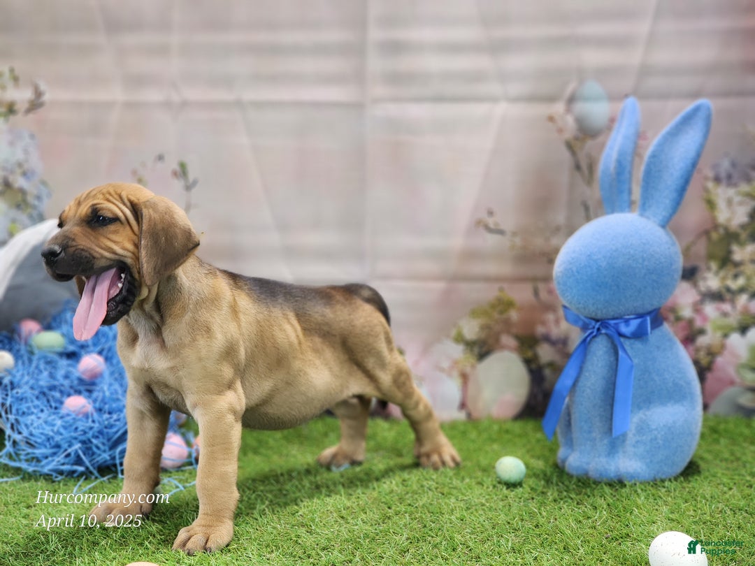 Mixed Breed dogs for sale: 2025 Bloodahoula Male 3 "Finn" - Ad 9