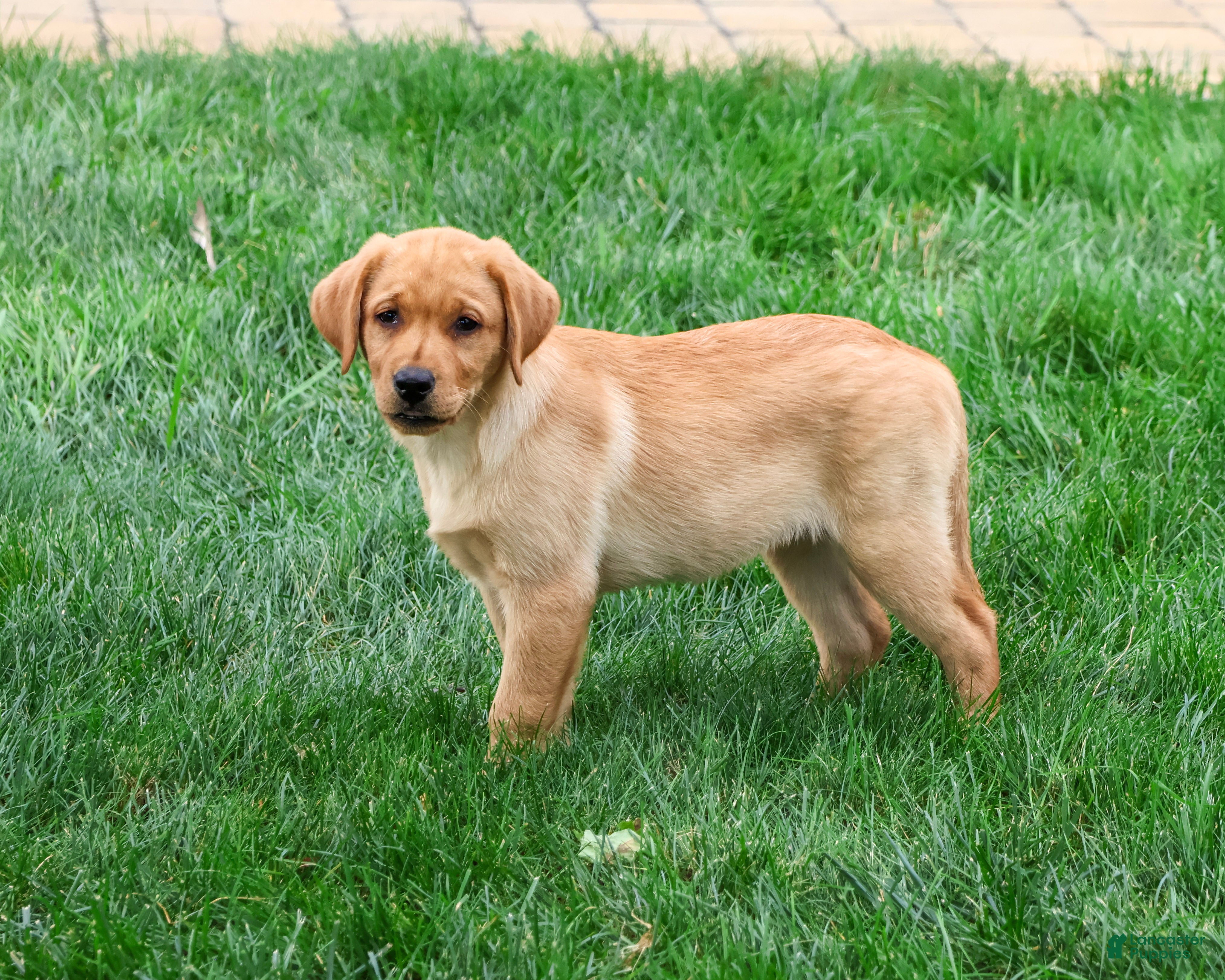 Labrador Retriever dogs Constance - Ad 2