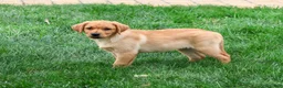 Labrador Retriever dogs for sale: Constance - Ad 2