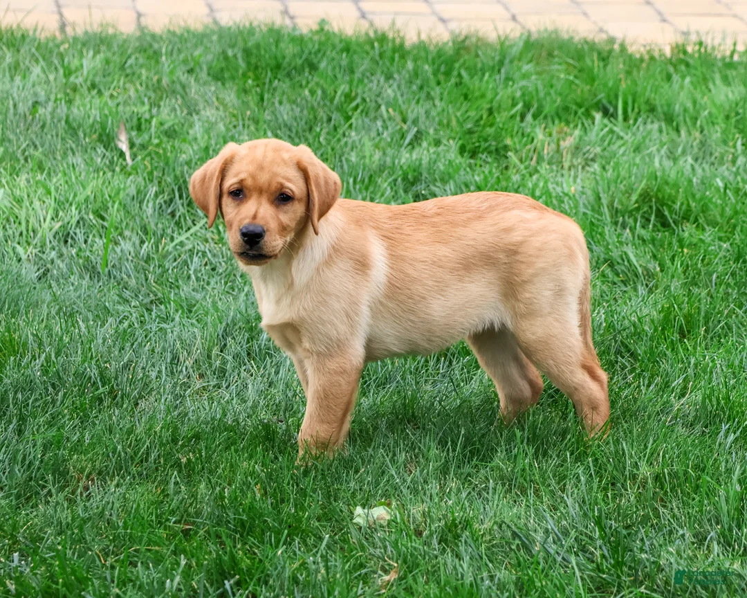 Labrador Retriever dogs for sale: Constance - Ad 2