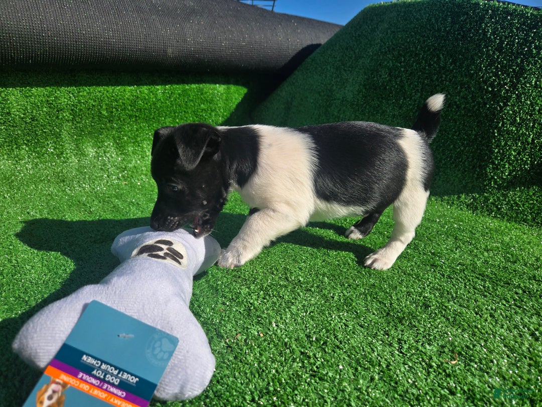 Jack Russell Terrier dogs for sale: Jack Russell Terrier Puppy 1 - Ad 4
