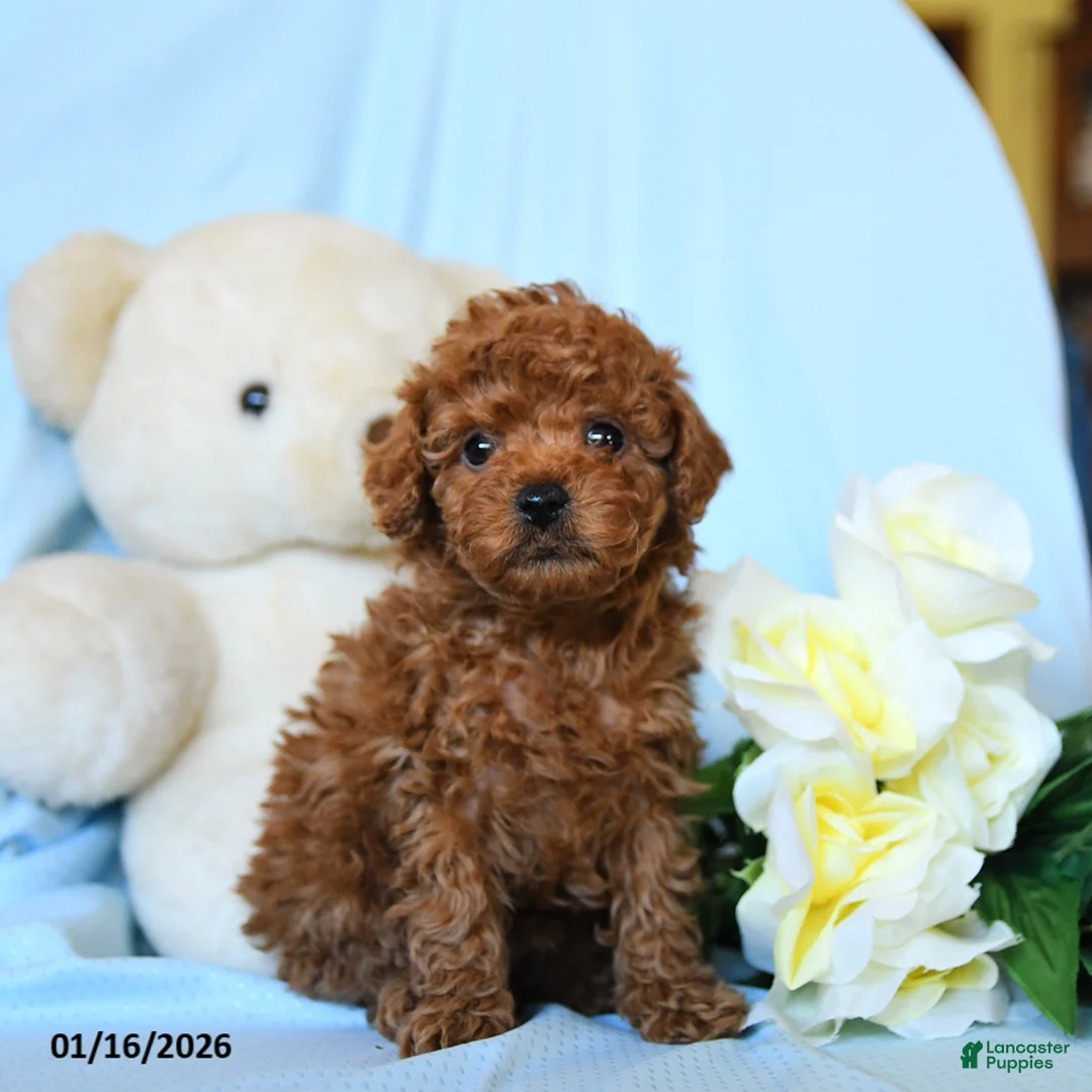 Toy Poodle dogs for sale: Whistle - Ad 1