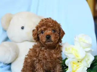 Toy Poodle dogs Whistle - Ad 34