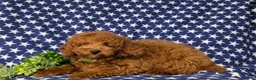 Miniature Poodle dogs for sale: Reilly - Ad 6