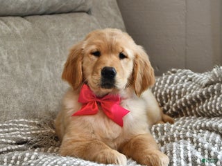 Golden Retriever dogs - Ad 28