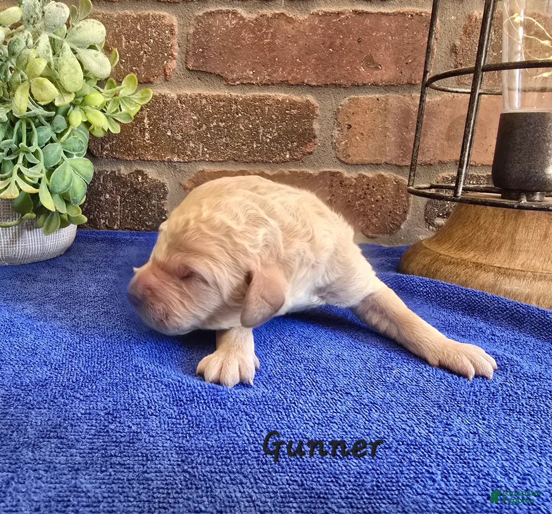 Goldendoodle dogs for sale: Mini Goldendoodle 7 - Ad 1