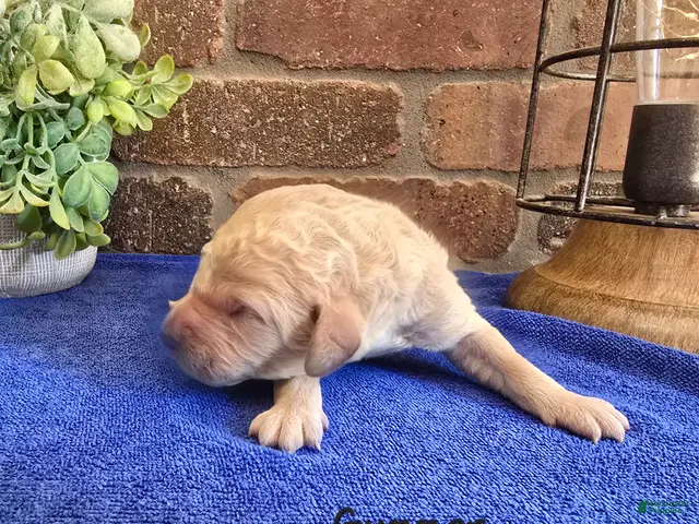 Goldendoodle dogs Mini Goldendoodle 7 - Ad 28