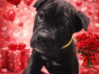 Cane Corso dogs Cane Corso Puppy 8 Frenchi - Ad 28