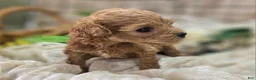 Cockapoo dogs for sale: Girdle - Ad 21