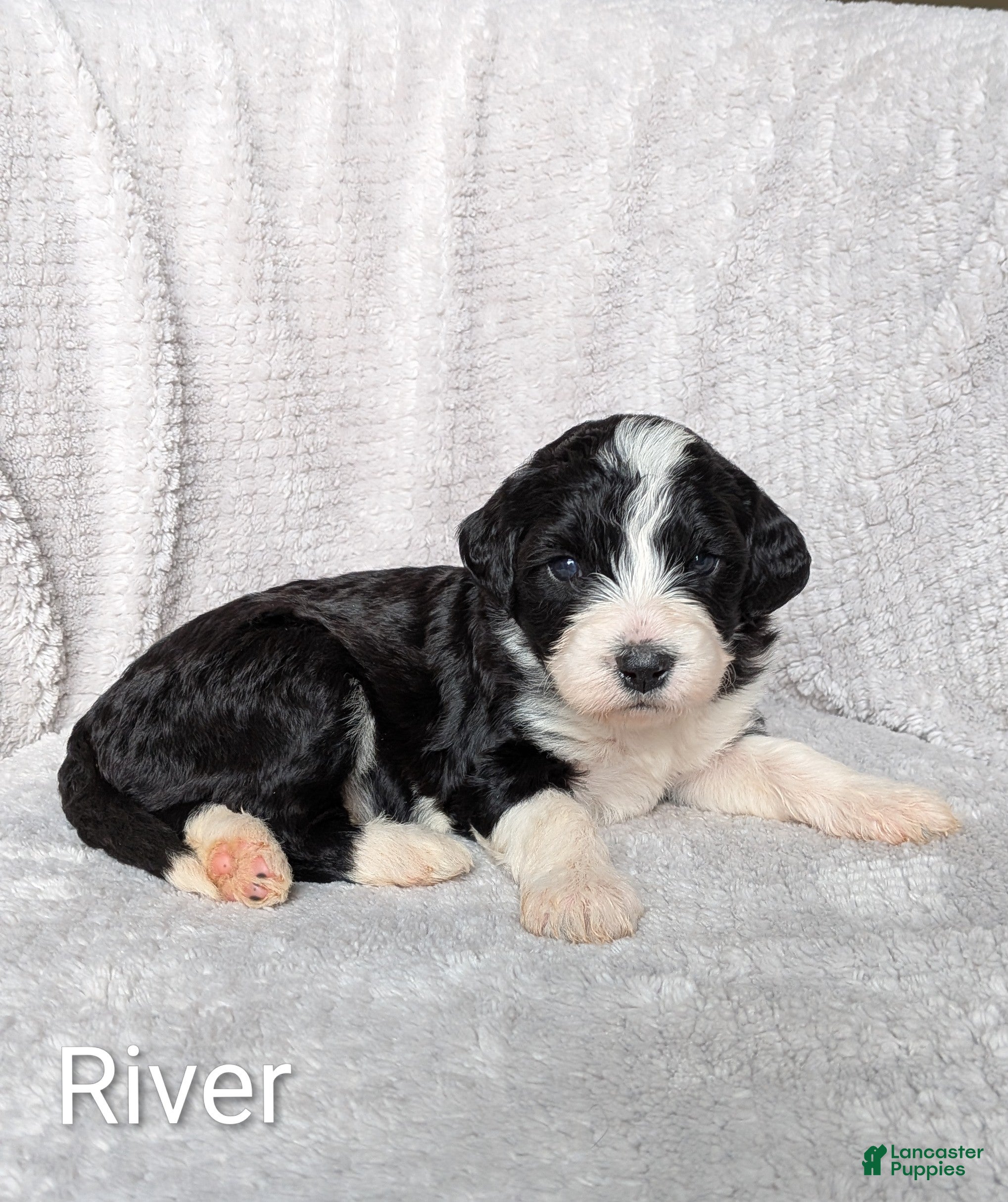 Mixed Breed dogs River - Ad 1