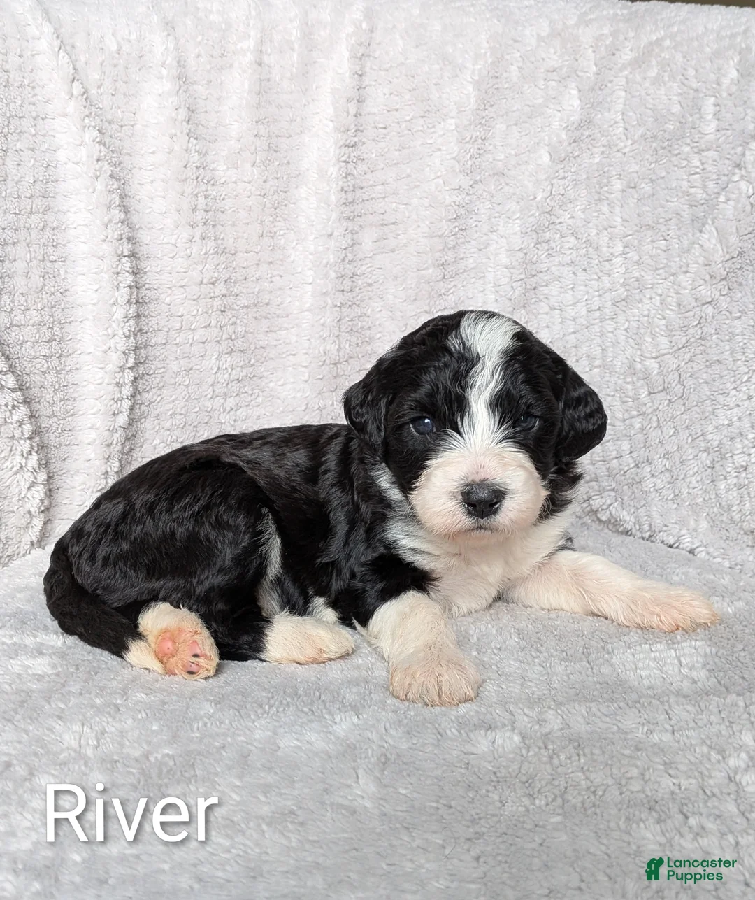 Mixed Breed dogs for sale: River - Ad 1