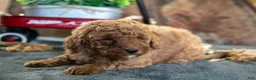 Miniature Poodle dogs for sale: Adele - Ad 3
