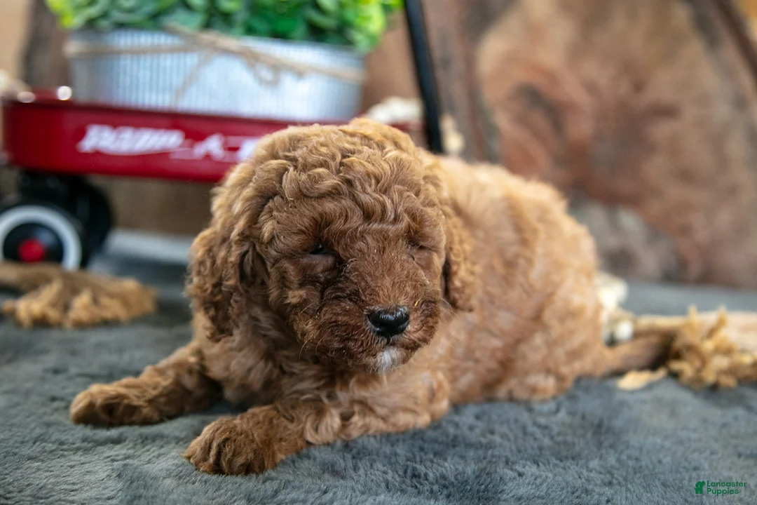 Miniature Poodle dogs for sale: Adele - Ad 3