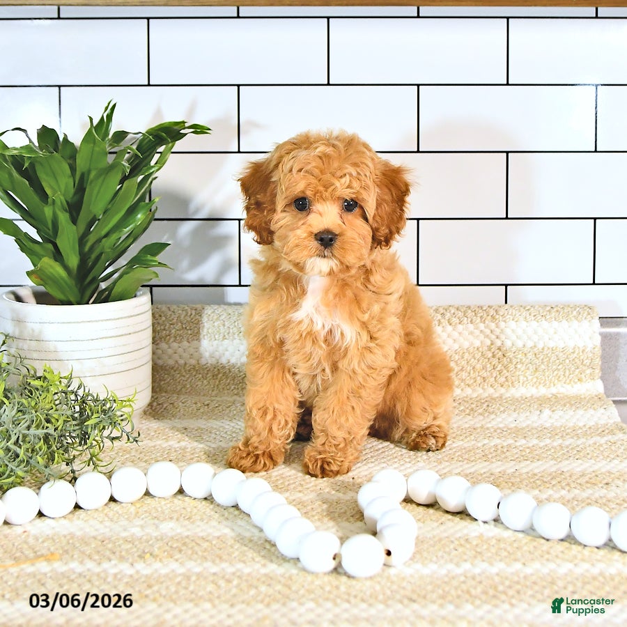 Cockapoo dogs Bubbles EXTRA SMALL - Ad 2